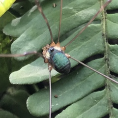 Leiobunum viridorsum