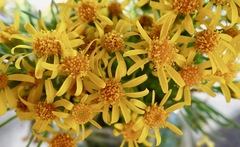 Packera tridenticulata