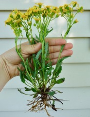 Packera tridenticulata