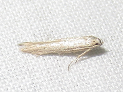 Haplochrois bipunctella