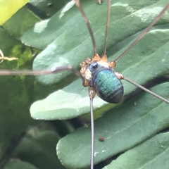 Leiobunum viridorsum