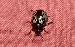 Calligrapha argus