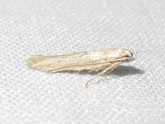 Haplochrois bipunctella