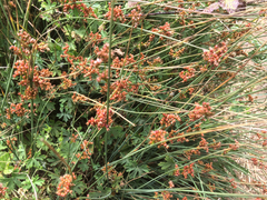 Juncus bolanderi