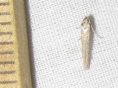 Haplochrois bipunctella