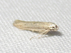 Haplochrois bipunctella