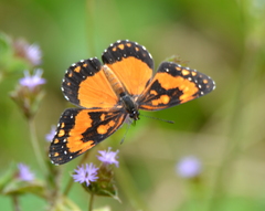 Chlosyne lacinia saundersi