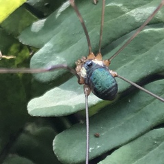 Leiobunum viridorsum