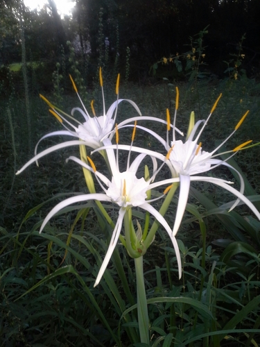 Hymenocallis occidentalis var. eulae