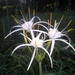 Hymenocallis occidentalis eulae - Photo (c) Eric Keith, μερικά δικαιώματα διατηρούνται (CC BY-NC), uploaded by Eric Keith