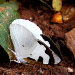 Dynamine myrrhina
