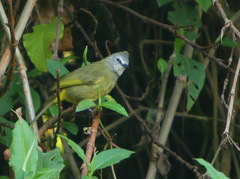 Pycnonotus flavescens