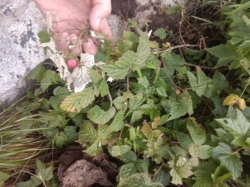 Image of Rubus sachalinensis by (c) Anna D., some rights reserved (CC BY)