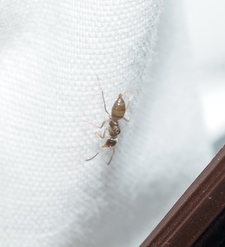 Turfgrass Ant photo 4