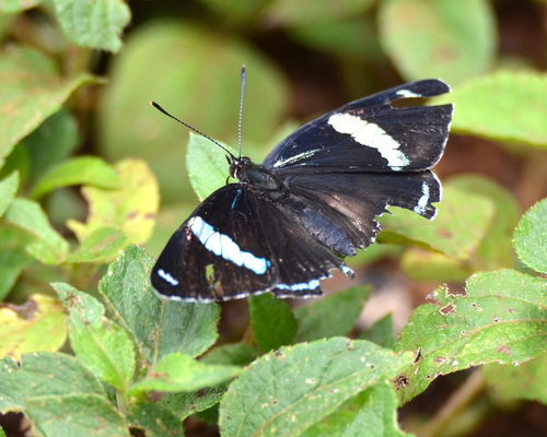 Widespread Eighty-eight