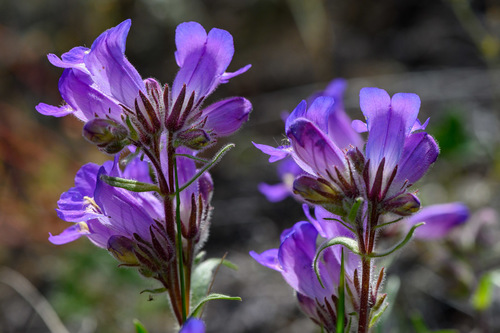 Gorman's Beardtongue