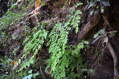 Fan maidenhair (Adiantum tenerum)