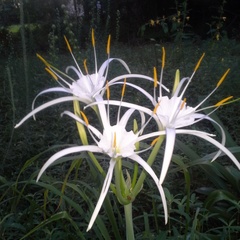 Hymenocallis occidentalis eulae