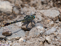 Arigomphus