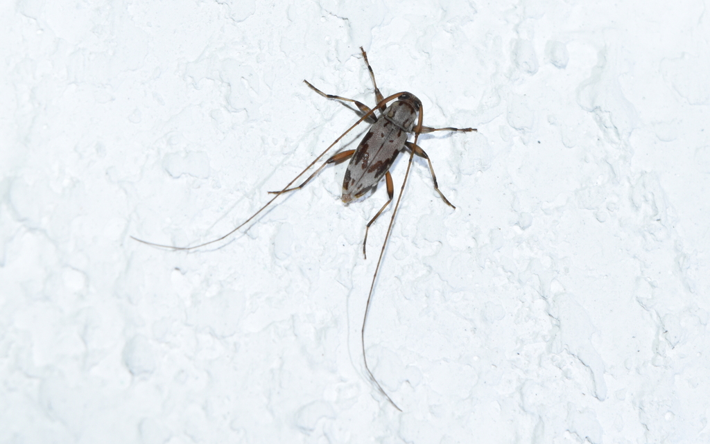 Lepturges macilentus