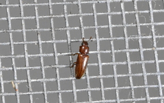 Languriinae