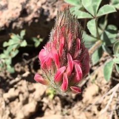 Trifolium macrocephalum