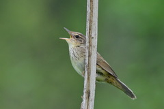 Locustella lanceolata