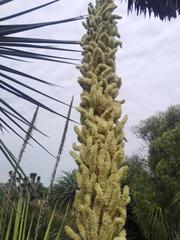 Dasylirion acrotrichum