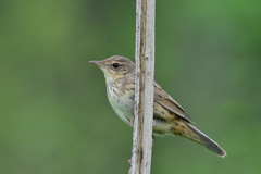 Locustella lanceolata