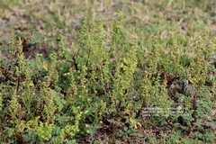 Ambrosiinae