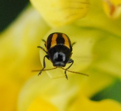 Cryptocephalus vittatus