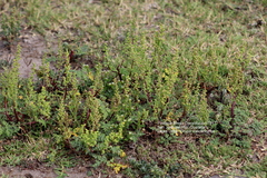 Ambrosiinae