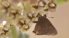 Satyrium californica