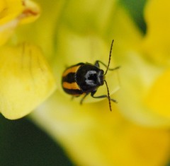 Cryptocephalus vittatus