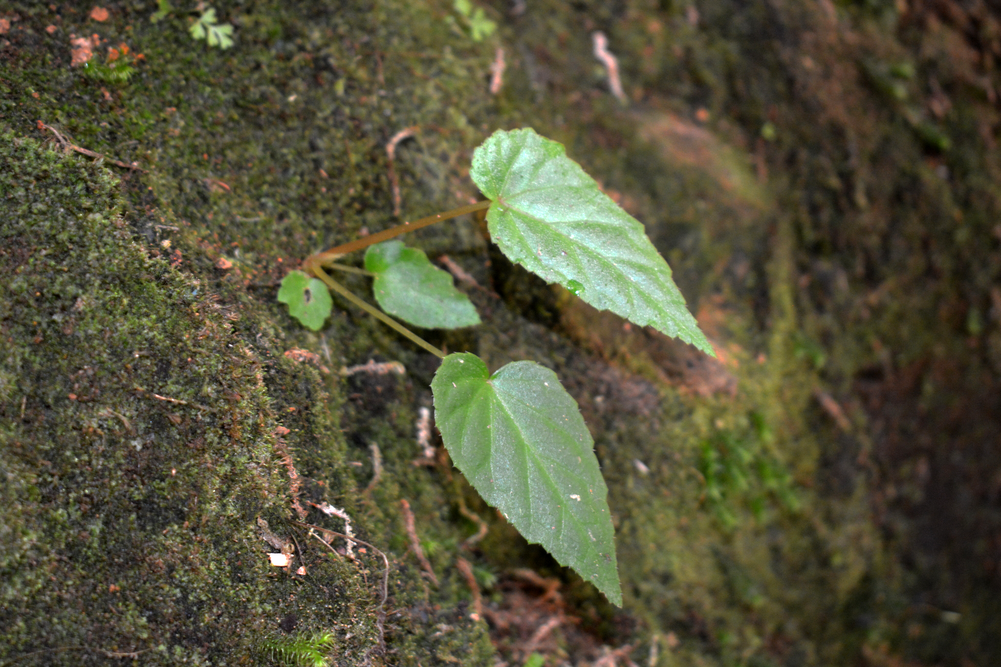 Image of Begonia longifolia by (c) Andreas Christian Yudhistira, some rights reserved (CC BY)