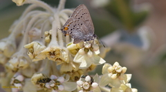 Satyrium californica