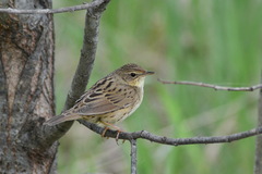 Locustella lanceolata