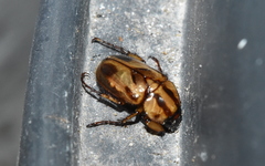 Cyclocephala stictica