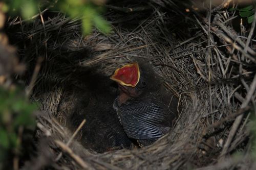 Canyon Towhee, photo 8 of 9
