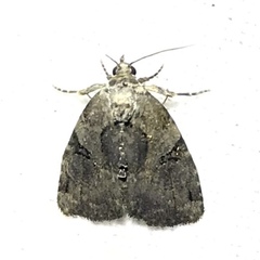 Pseudeustrotia indeterminata