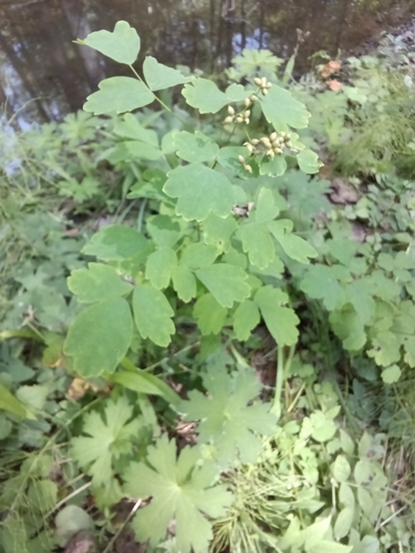 Thalictrum baicalense, photograph 2