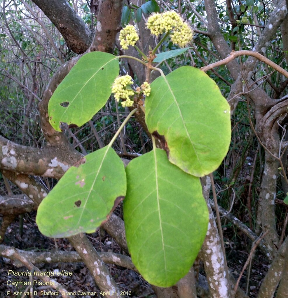 Pisonia margaretiae