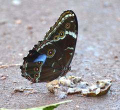 Morpho helenor achillides