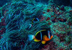 Allard'S Anemonefish