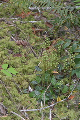 Pyrola picta