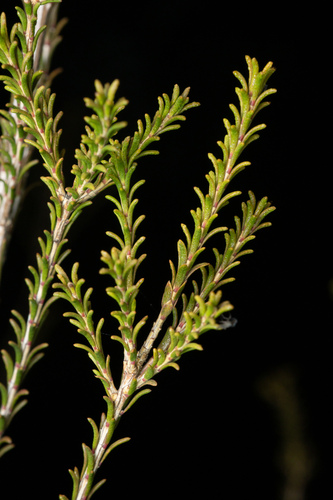 Melaleuca brevifolia, photograph 6