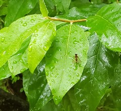 Chrysopilus fasciatus