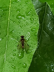 Chrysopilus fasciatus