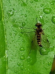Chrysopilus fasciatus