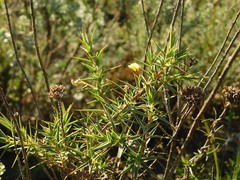 Aspalathus alpestris